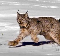 Relief in zoo: Lynx is found