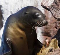 Research into noisy sea lions Cologne