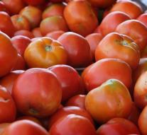 Research: Salt-soaked tomato tastier