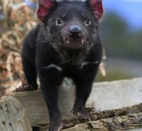 Researchers find healthy Tasmanian devils