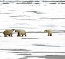 Residents Nova Zembla caged by polar bears