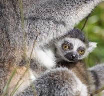 Ring-tailed lemur born in Amersfoort Zoo