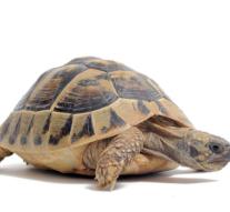 'Roadside assistance helps tortoise'