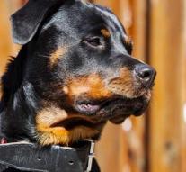 Rottweiler bites five people on the street