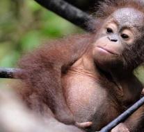 Scare: almost 150,000 orangutans disappeared on Borneo