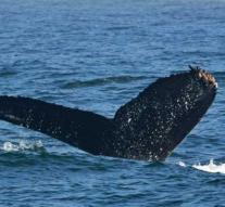 Science investigates earwax: whales stressed during the war