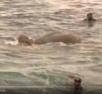 Sea elephant saved eight miles from the coast