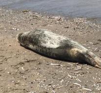 Seal between bathers sunning Zandvoort