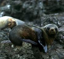 Seals in great danger by earthquake New Zealand