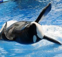 SeaWorld deletes controversial killer whale show