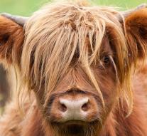 Selfie Warning Gooische cattle
