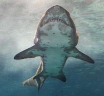 Shark bites swimmer dead at coast Massachusetts