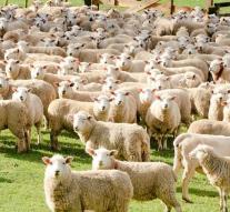 Sheep stop rascals