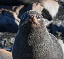 Six fur seals decapitated New Zealand bay discovered