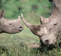 Six rhinos on transport to Chad