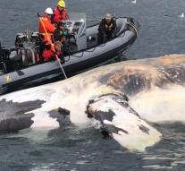 Six whales died in Canada for a month