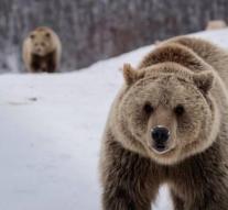 Slovenia late again bears kill dozens