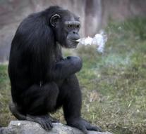 Smoking chimp star of zoo North Korea