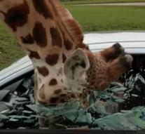 Stupid tourist almost wounded giraffe