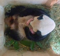 Surprise in Vienna: Still young second for pandas