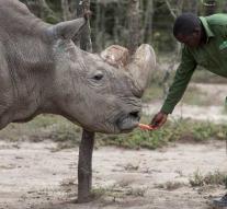 'Surrogate mother' must save white rhinoceros