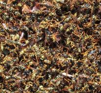 'Swarm of wasps plunges on German children'