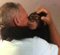 Sweet: chimpanzee very enthusiastic with the old caretaker again