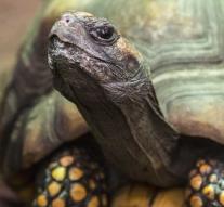 Teacher sued after he takes puppy to turtle