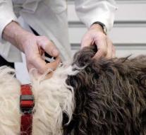 Test on rabies on import animal after brexit