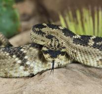 Texan village kills thousands of snakes