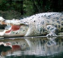 Thai crocodile holders tightens rules