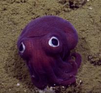The cutest octopus world