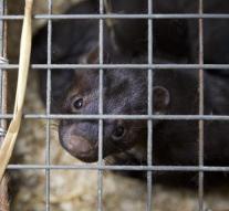 The Czech Republic prohibits fur farming