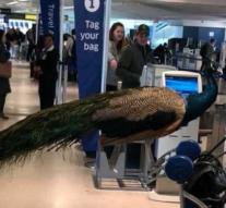 Therapy peacock is not allowed to fly into United Airlines