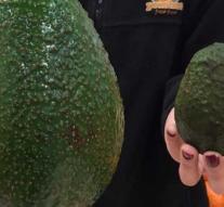 These avocados are as big as your head