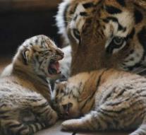 Thirty tiger cubs born in center China