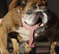 This is the ugliest dog in the world!