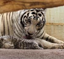 'Tiger escapes in zoo'