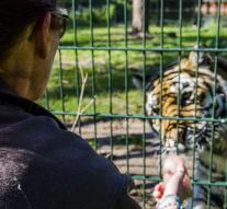 Tiger gasps sewing woman