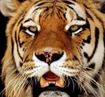 Tiger kills woman in Chinese safari park