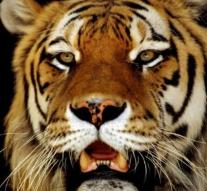 Tiger kills zoo caretaker in Benidorm