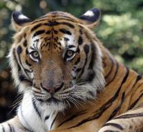 Tiger kills zoo nurse in USA