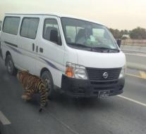 Tiger loose on highway