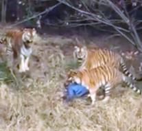 Tiger visitor seizes Chinese zoo