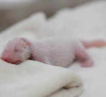 Tiny panda baby born