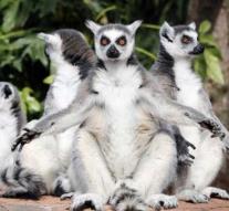 Toxic path threatens animals in Madagascar