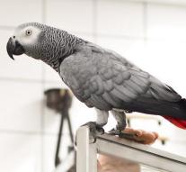 Trade bans in gray parrot