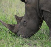 Trade in rhino may again in South Africa