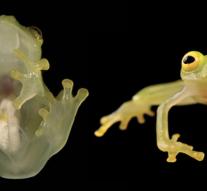 Translucent frog discovered in Ecuador