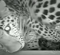 Two rare leopards born in British zoo